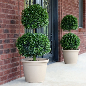 Eugenia Ball Topiary 36in